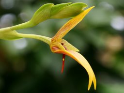 Bulbophyllumcarunculatum002_mini